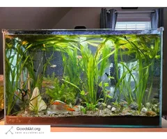 2 Fish Tanks, Fish, and Accessories: Fish Tank Setup